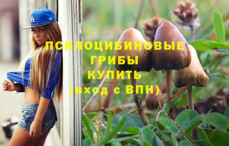 Галлюциногенные грибы Psilocybe  Елабуга 